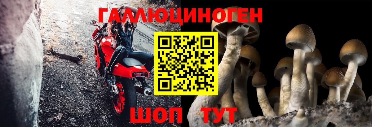 Псилоцибиновые грибы Psilocybe  купить   Вход с VPN  Медногорск  Псилоцибиновые грибы ЛСД 